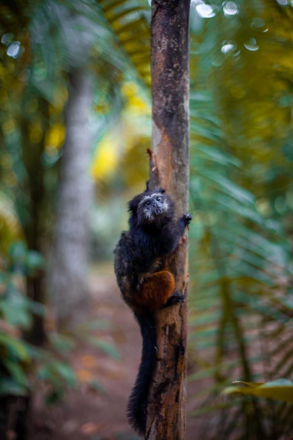Tronco Tambopata Adventure Hotel ปูแอร์โต มัลโดนาโด ภายนอก รูปภาพ