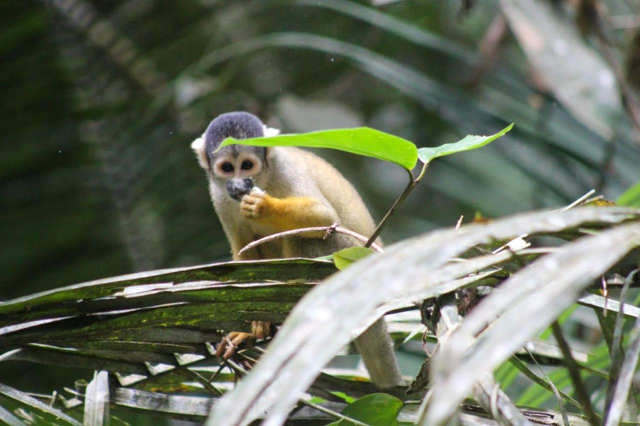 Tronco Tambopata Adventure Hotel ปูแอร์โต มัลโดนาโด ภายนอก รูปภาพ
