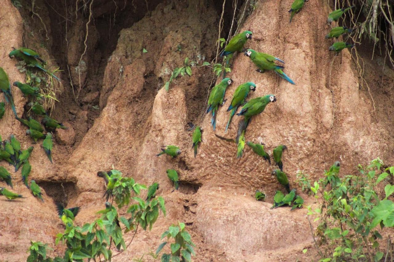 Tronco Tambopata Adventure Hotel ปูแอร์โต มัลโดนาโด ภายนอก รูปภาพ