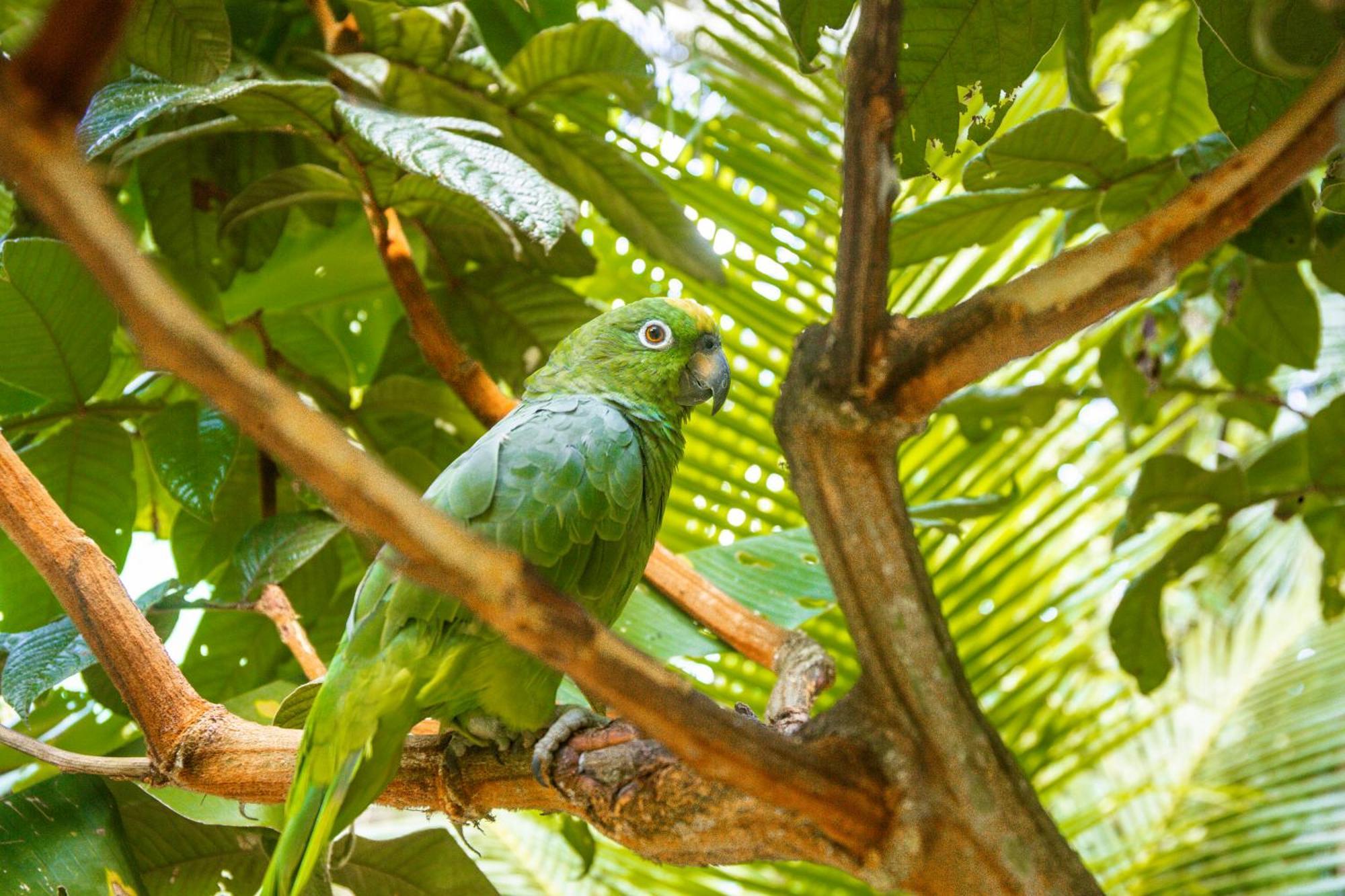 Tronco Tambopata Adventure Hotel ปูแอร์โต มัลโดนาโด ภายนอก รูปภาพ